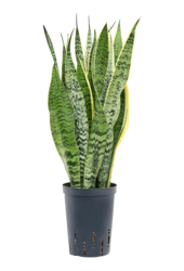 Hydroplant Sansevieria Trifasciata Laurentii - sale