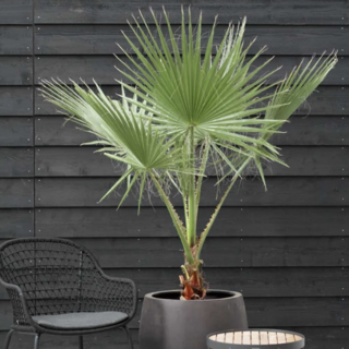 Plantes d'extérieur