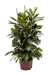 Hydroplante Ficus cyathistipula - Vente