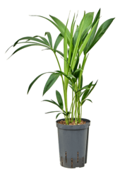 Hydroplant Kentia - Vente