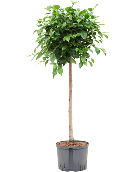 Hydroplante Ficus - Vente