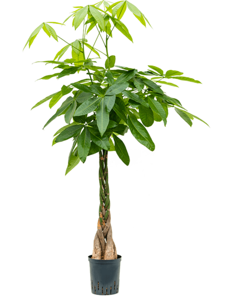 Hydroplante Pachira - Vente