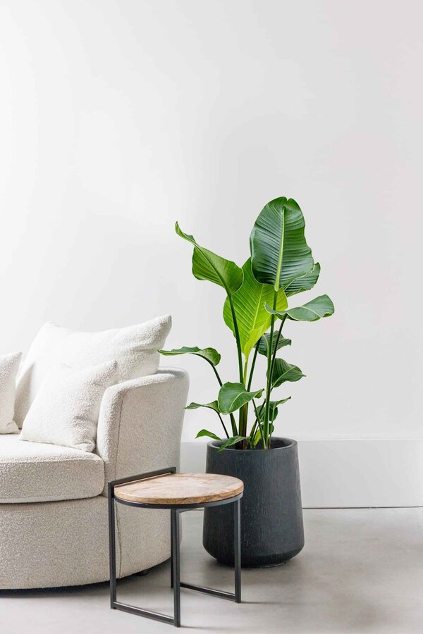 Hydroplant Strelitzia nicolai - Vente