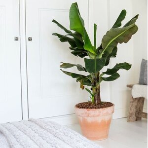 Grootbladige planten