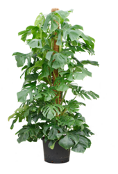 Hydroplant Monstera Deliciosa - Soldes