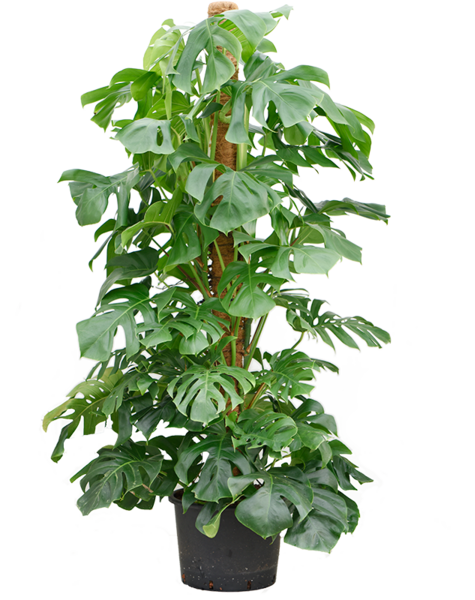 Hydroplant Monstera - Soldes