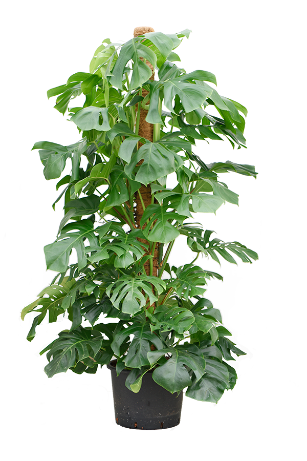 Hydroplant Monstera Deliciosa - Soldes