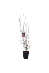 Érable Acer Skeeters Broom