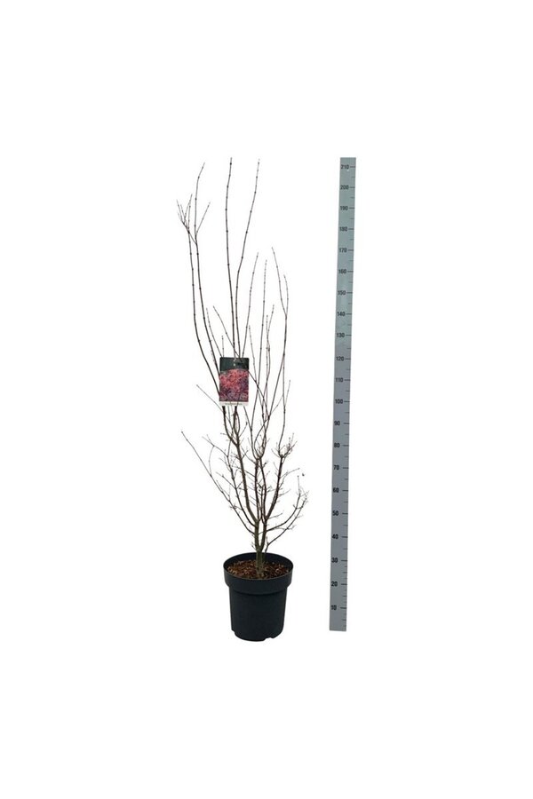 Esdoorn Acer Skeeters Broom