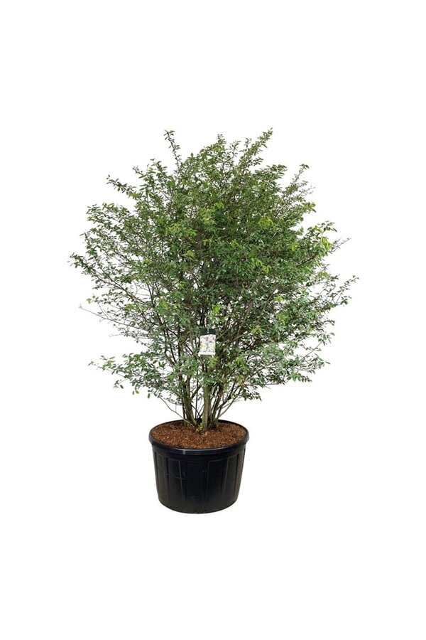 Amélanchier Amelanchier lamarckii