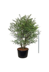 Amélanchier Amelanchier lamarckii