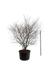 Amélanchier Amelanchier lamarckii