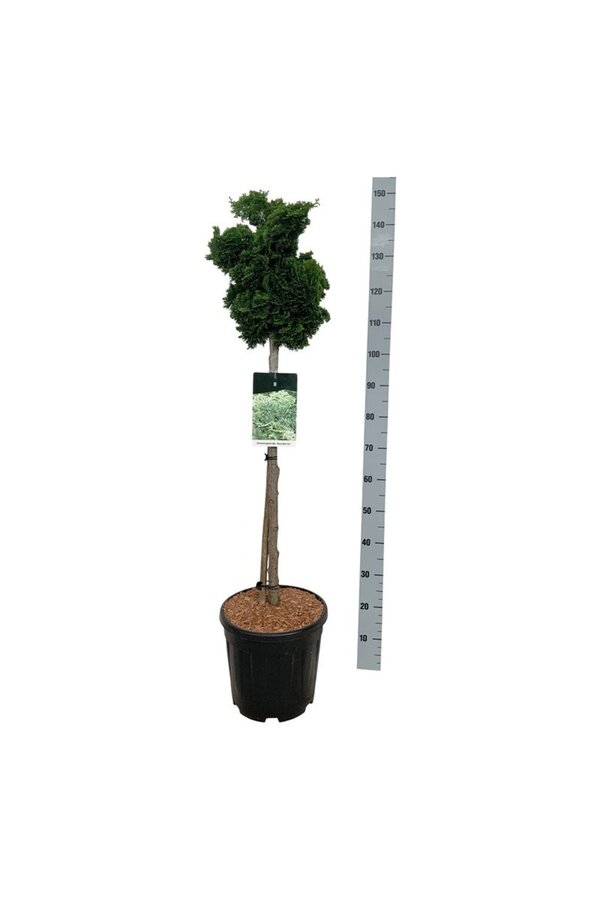 Chamaecyparis Nana Gracilis