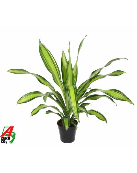 Dracaena Charley bouture de tête P21