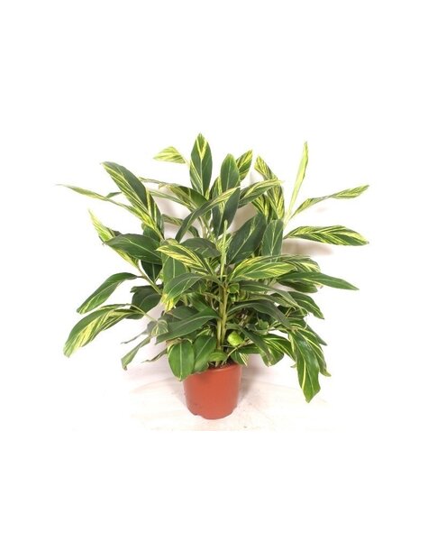 Alpinia zerumbet Variegata