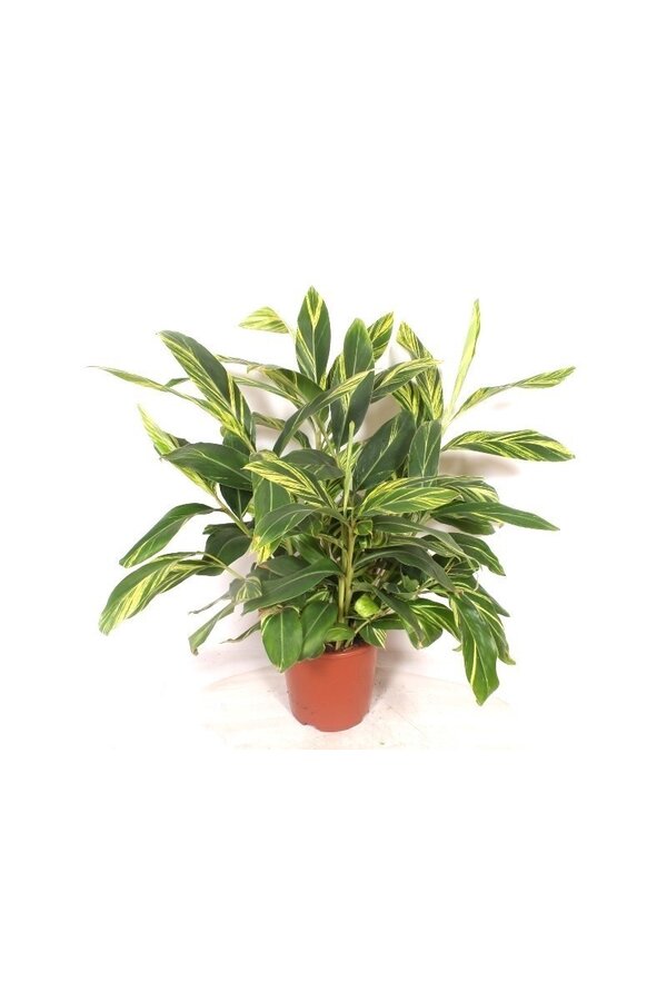 Alpinia zerumbet Variegata