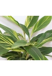 Alpinia zerumbet Variegata