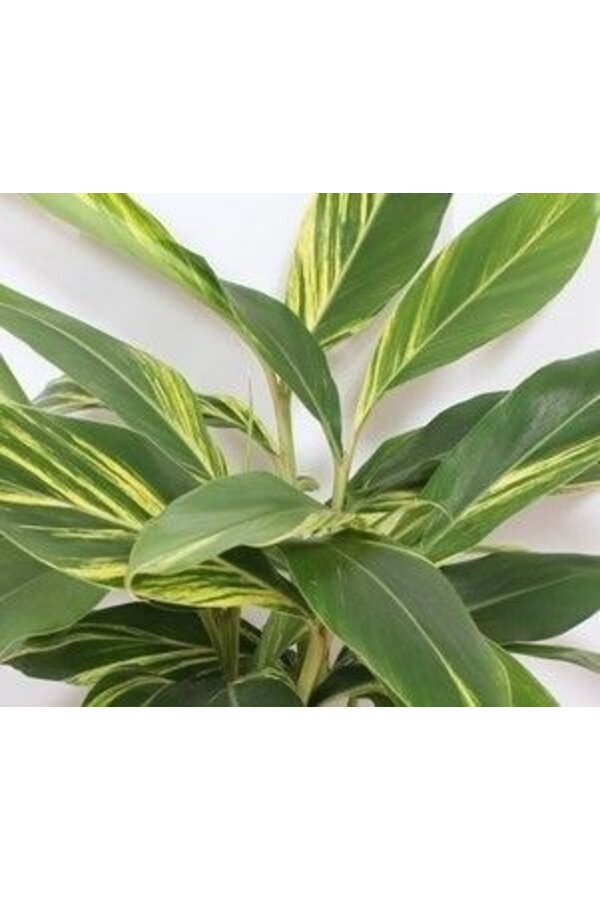 Alpinia zerumbet Variegata