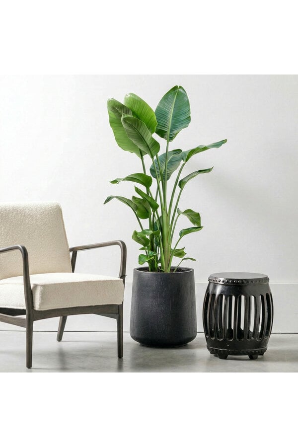 Strelitzia Nicolai toef XL