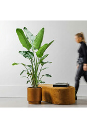 Strelitzia Nicolai