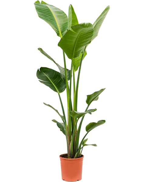 Strelitzia