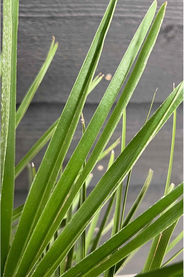 Trachycarpus palmier à éventail M