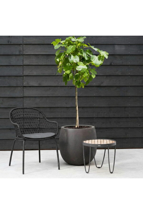 Ficus Carica Vijgenboom  L