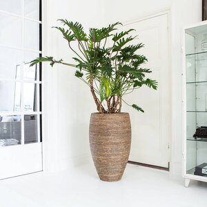 XXL kamerplanten