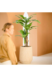 Bananier plante artificielle