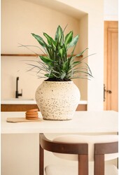 Dracaena Combo