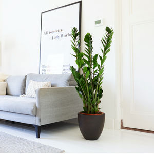 Huiskamerplanten