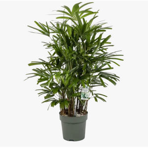 Hydroplanten Sale