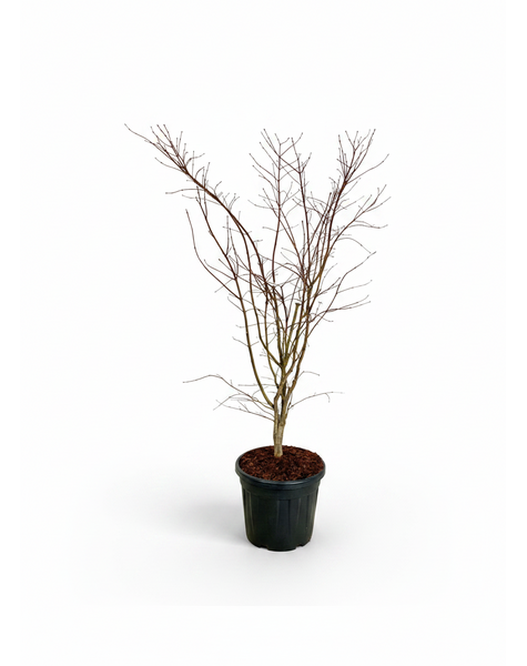 Acer Arctic Jade ®