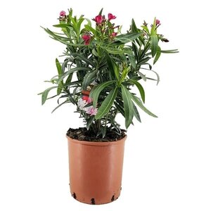 Oleander