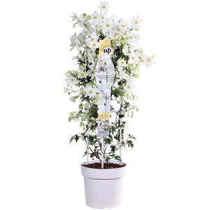 Clematis