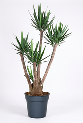 Yucca vertakt 3-4 arm P34