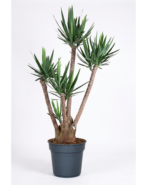 Yucca vertakt 3-4 arm P34