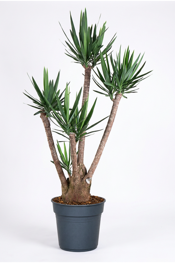 Yucca vertakt 3-4 arm P34