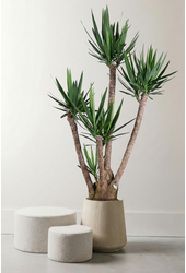 Yucca vertakt 3-4 arm P34