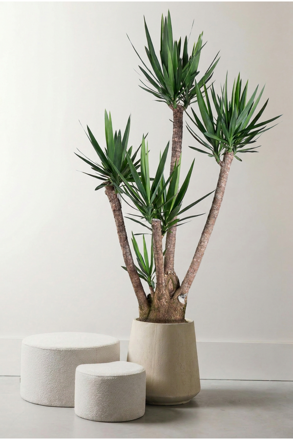 Yucca vertakt 3-4 arm P34