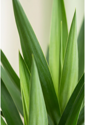 Yucca vertakt 3-4 arm P34