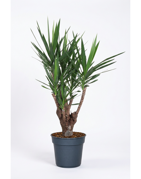 Yucca vertakt 3-arm P31