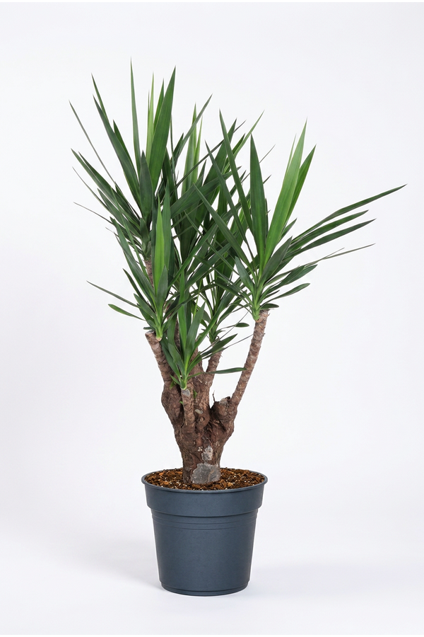 Yucca vertakt 3-arm P31