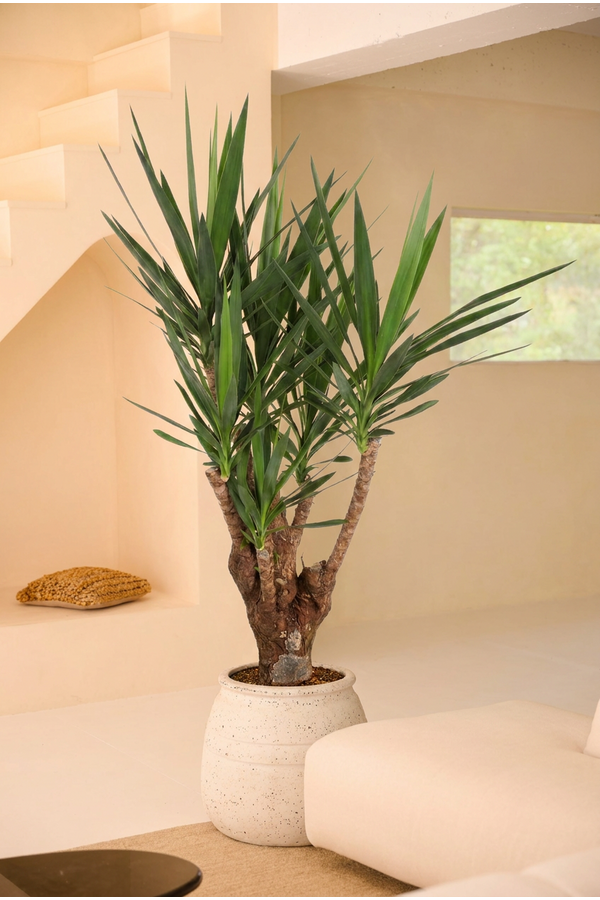 Yucca vertakt 3-arm P31