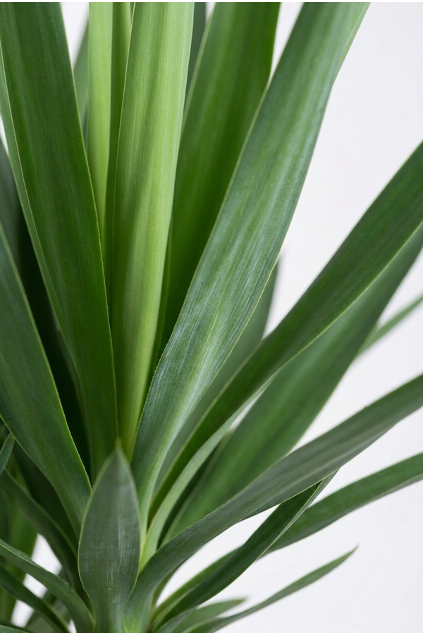 Yucca vertakt 3-arm P31