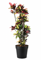 Codiaeum Mrs Iceton vertakt P40