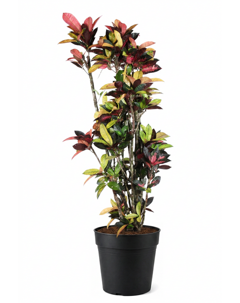 Codiaeum Mrs Iceton vertakt P40