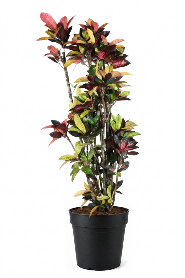 Codiaeum Mrs Iceton vertakt P40