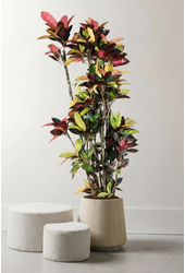 Codiaeum Mrs Iceton vertakt P40