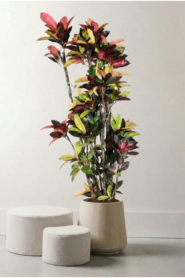 Codiaeum Mrs Iceton vertakt P40